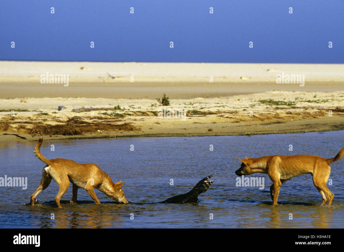 Dingo (canis dingo) Foto Stock