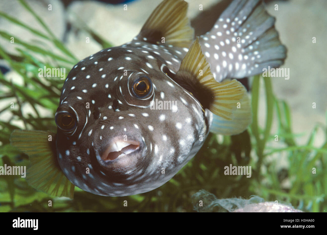 White-spotted puffer (arothron hispidus) Foto Stock