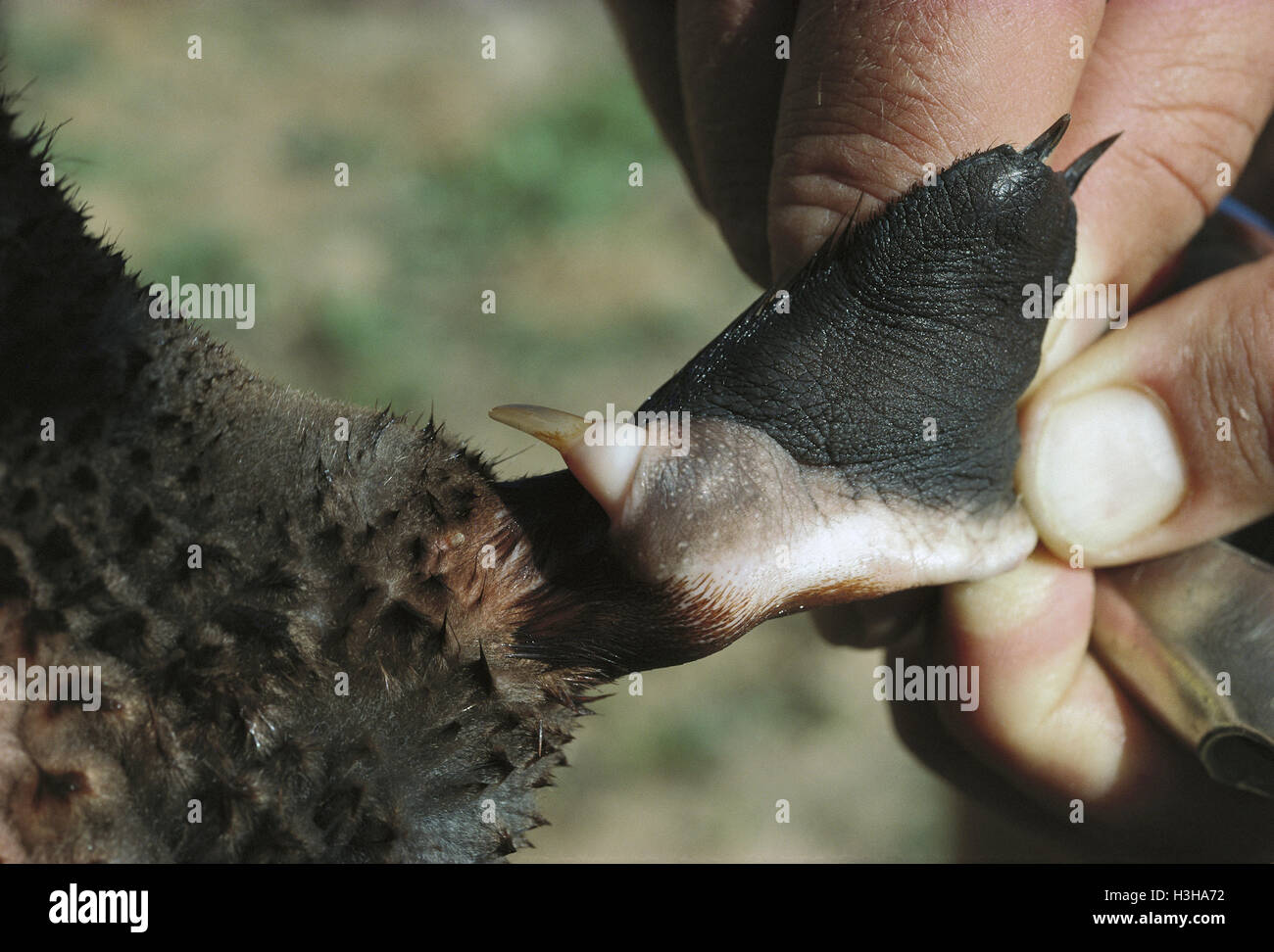 Platypus (ornithorhynchus anatinus) Foto Stock
