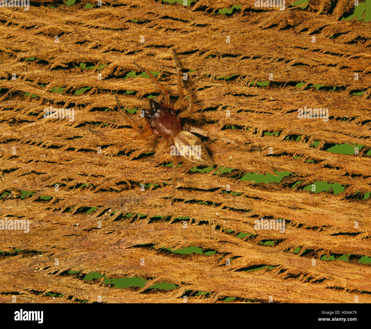 Redback spider (Clubiona elaphines) Foto Stock