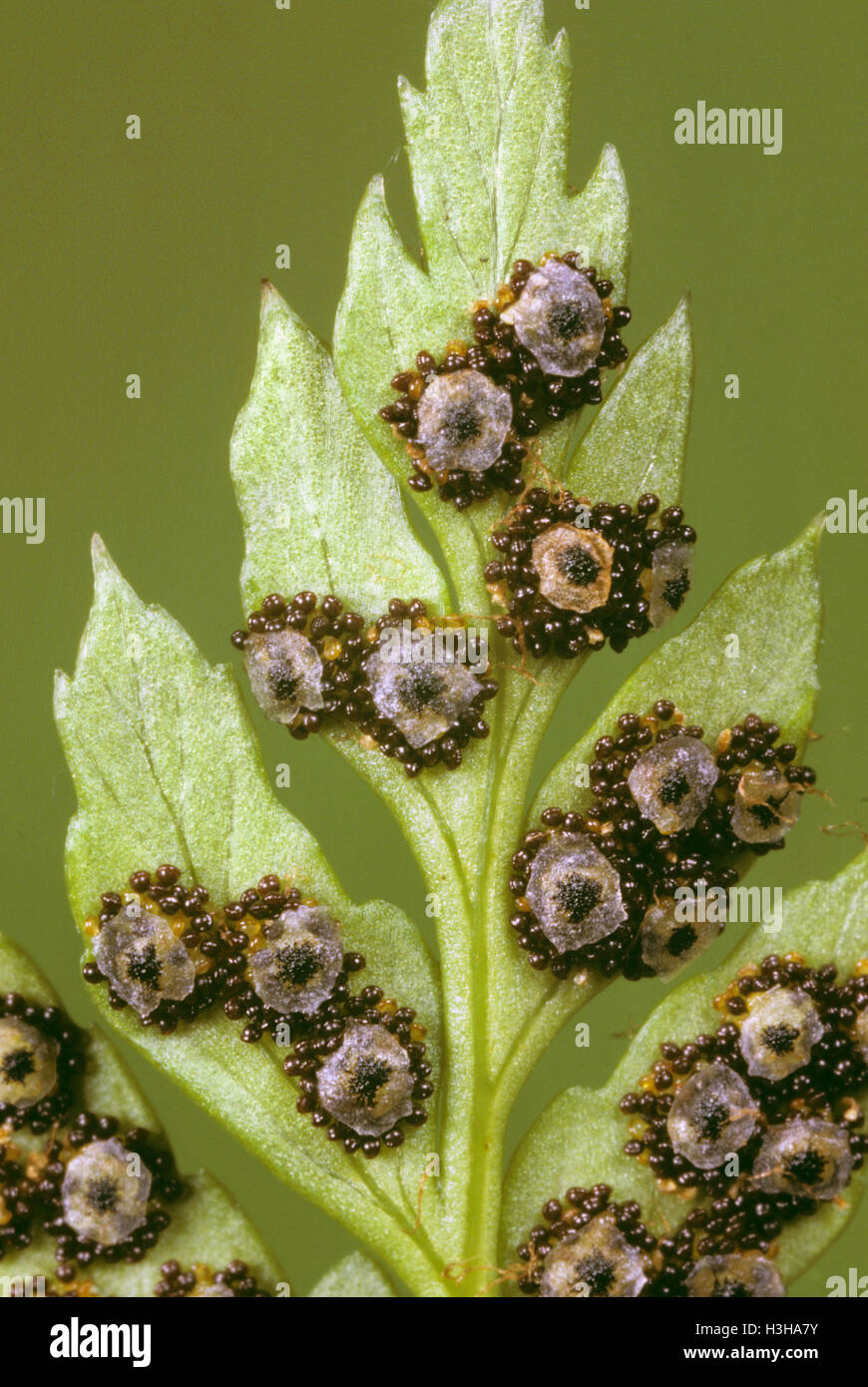 La protezione di madre fern (polystichum proliferum) Foto Stock