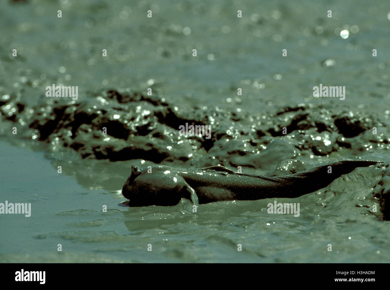 Mudskipper Boleophthalmus (sp). Foto Stock