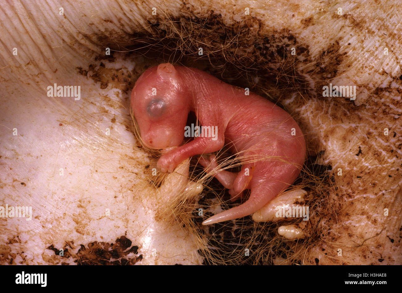 Canguro rosso (macropus rufus), giovani circa tre settimane, all'interno della busta allegata al capezzolo. Foto Stock