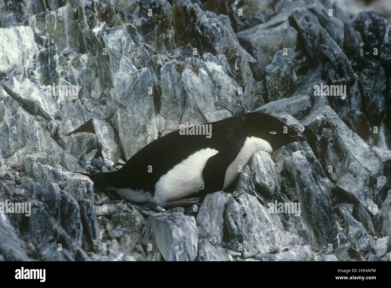 Adelie penguin (Pygoscelis adeliae) Foto Stock