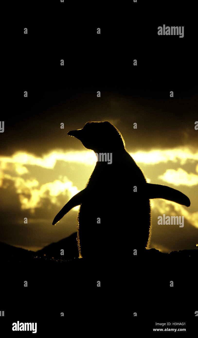 Adelie penguin (Pygoscelis adeliae) Foto Stock