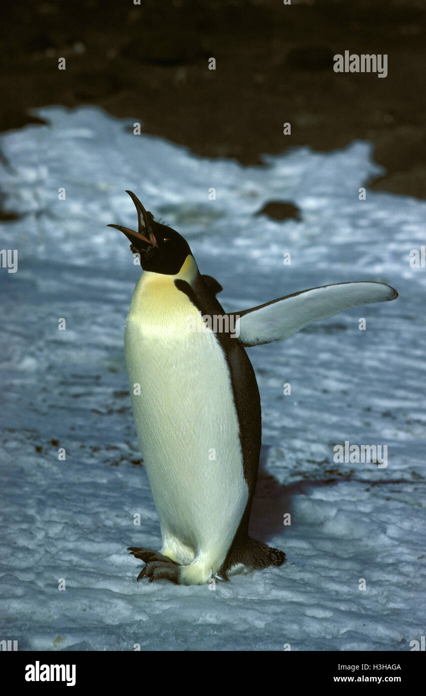 Pinguino imperatore (aptenodytes forsteri) Foto Stock