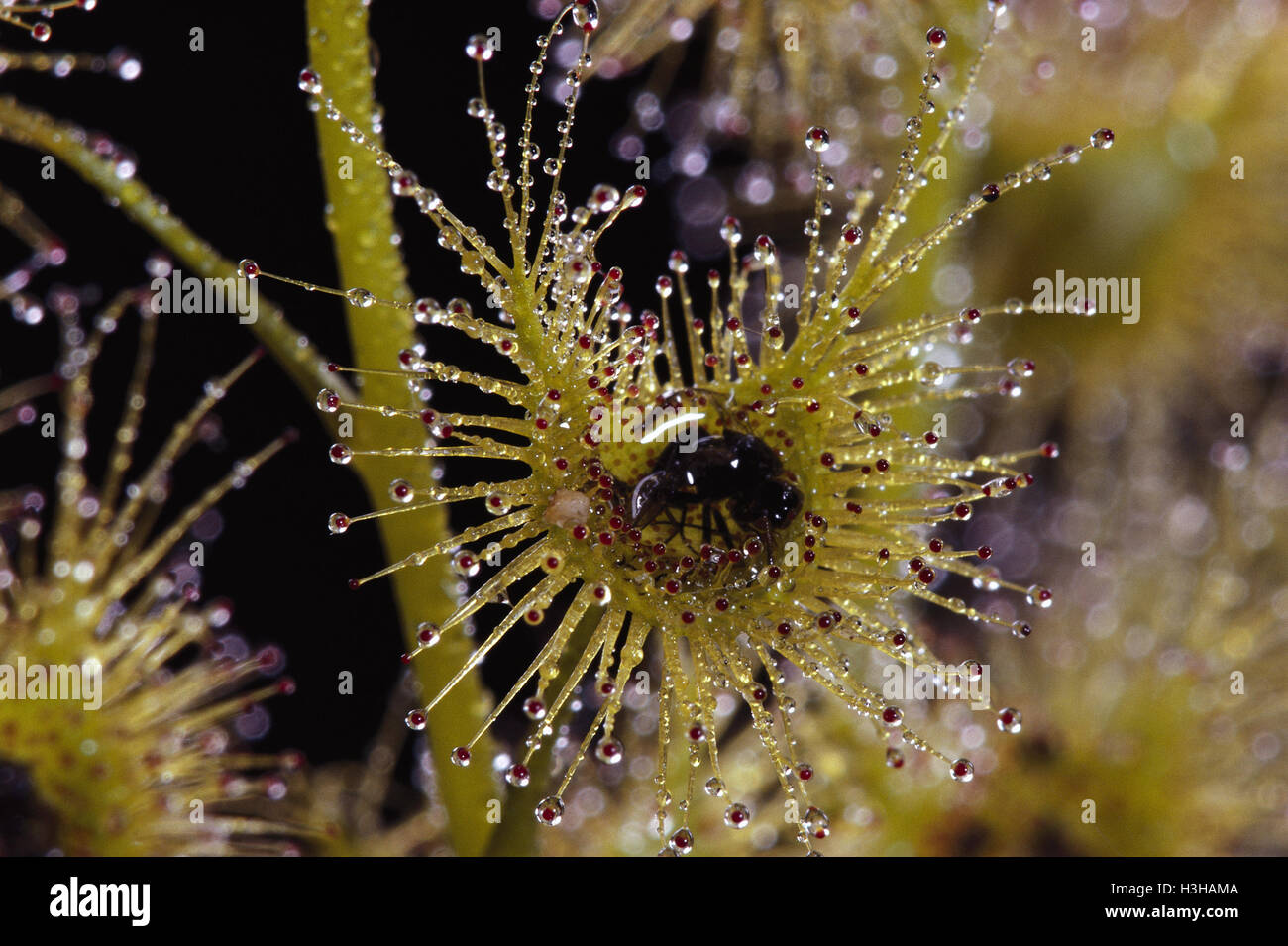 Errienellam (drosera auriculata) Foto Stock