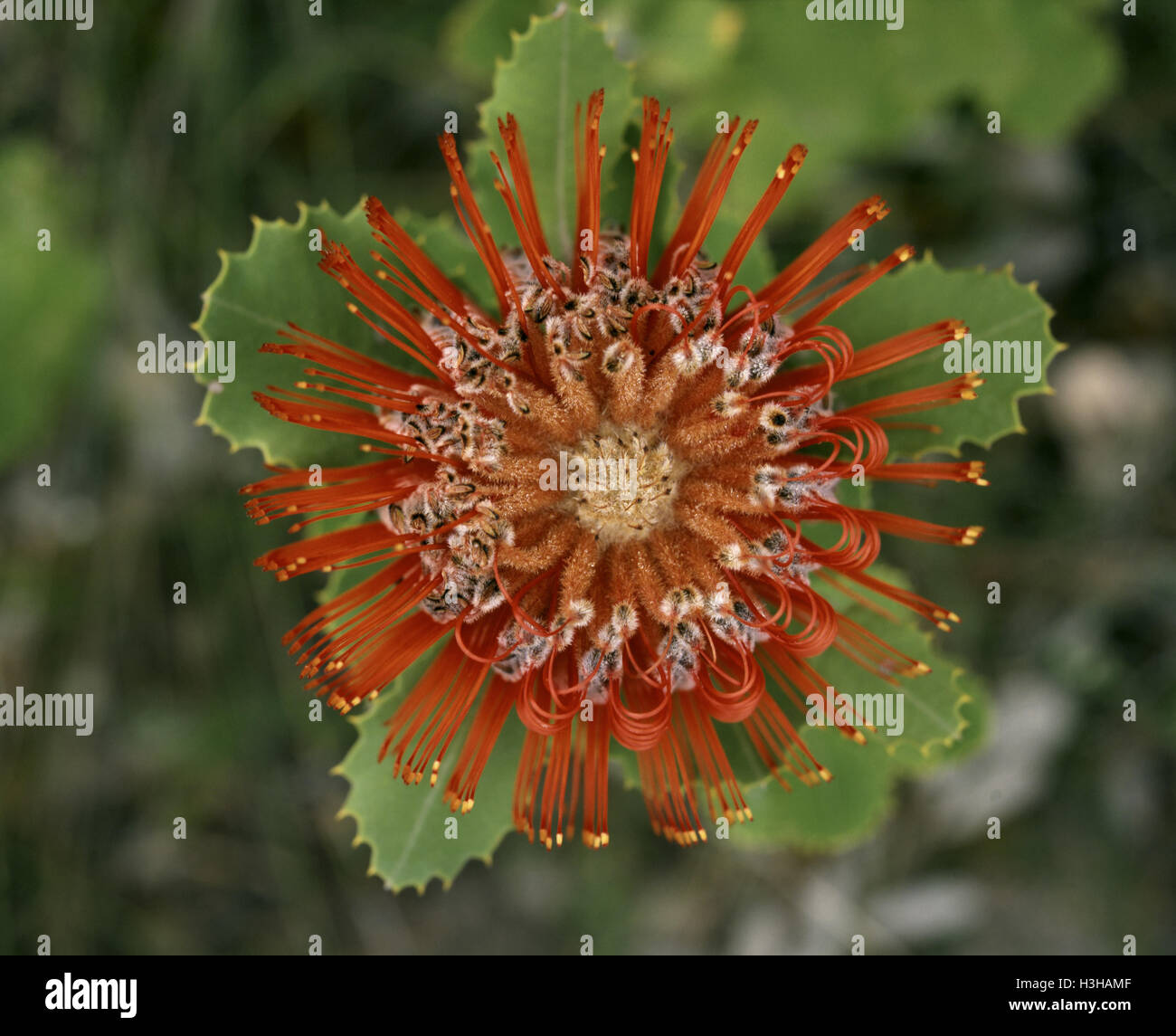 Scarlet banksia (Banksia coccinea) Foto Stock