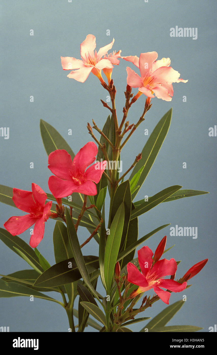 Oleandro (Nerium oleander) Foto Stock