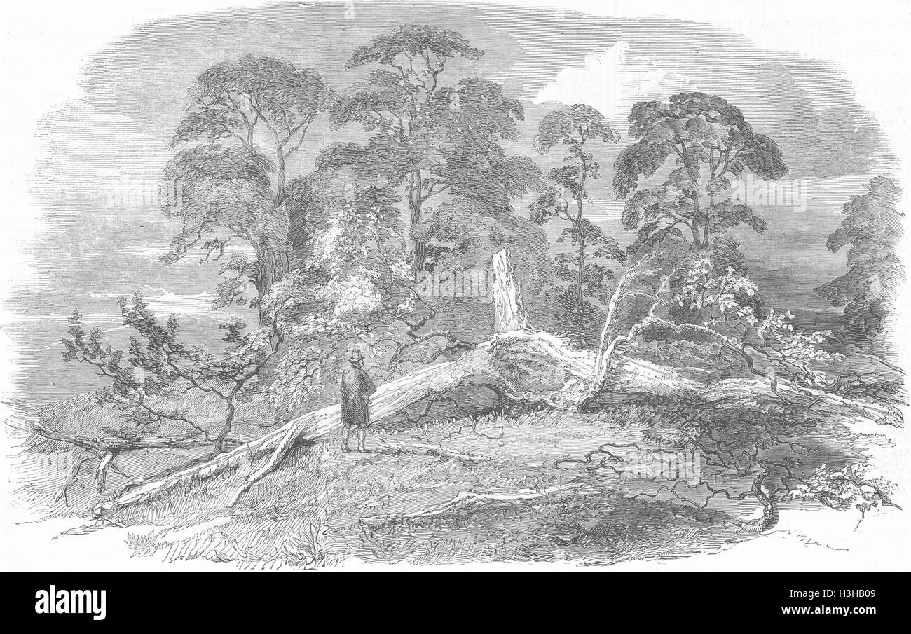 WESTWOOD PARK Oak è stato colpito da un fulmine, Droitwich 1852. Illustrated London News Foto Stock