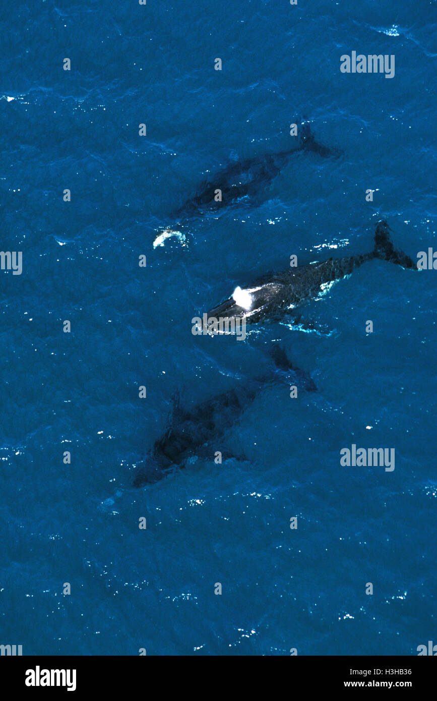 Humpback Whale (Megaptera novaeangliae) Foto Stock