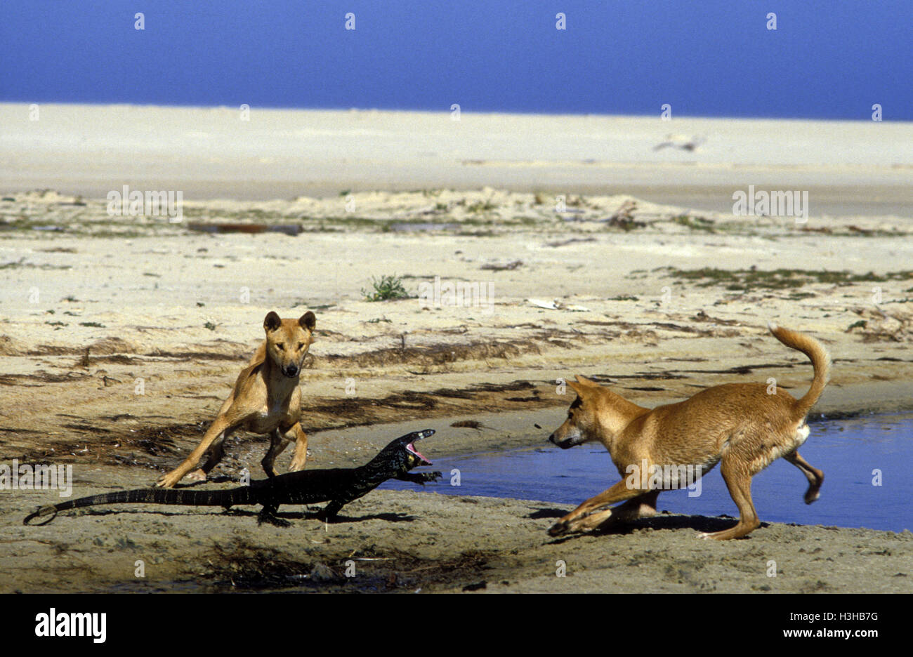 Dingo (canis dingo) Foto Stock