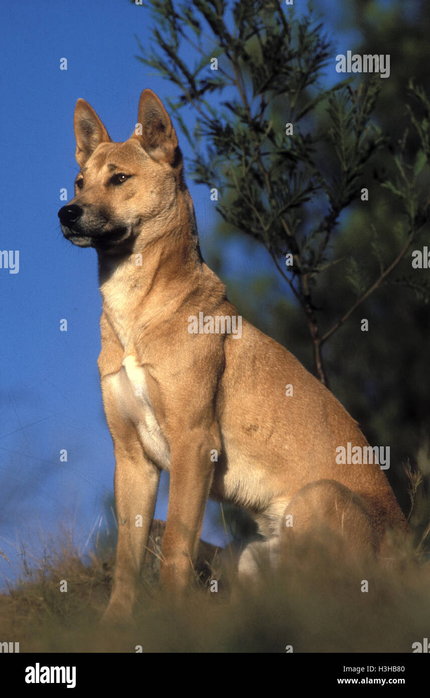 Dingo (canis dingo) Foto Stock