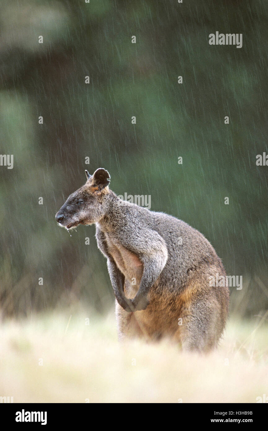 Swamp wallaby wallabia (bicolore) Foto Stock