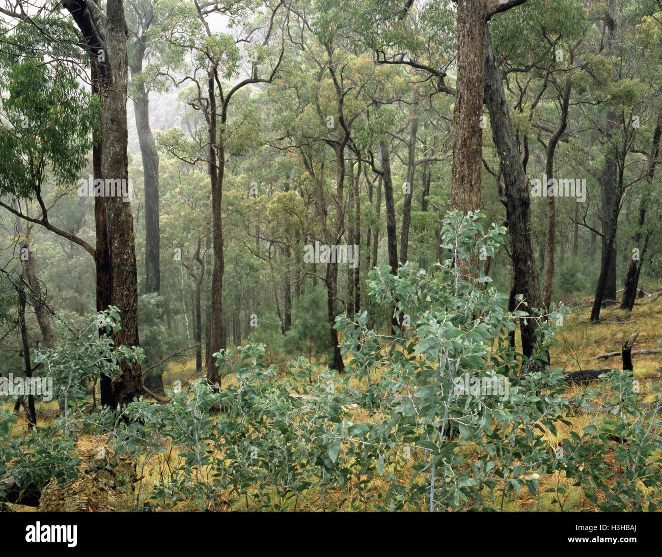 Aprire la foresta di eucalipti, Foto Stock