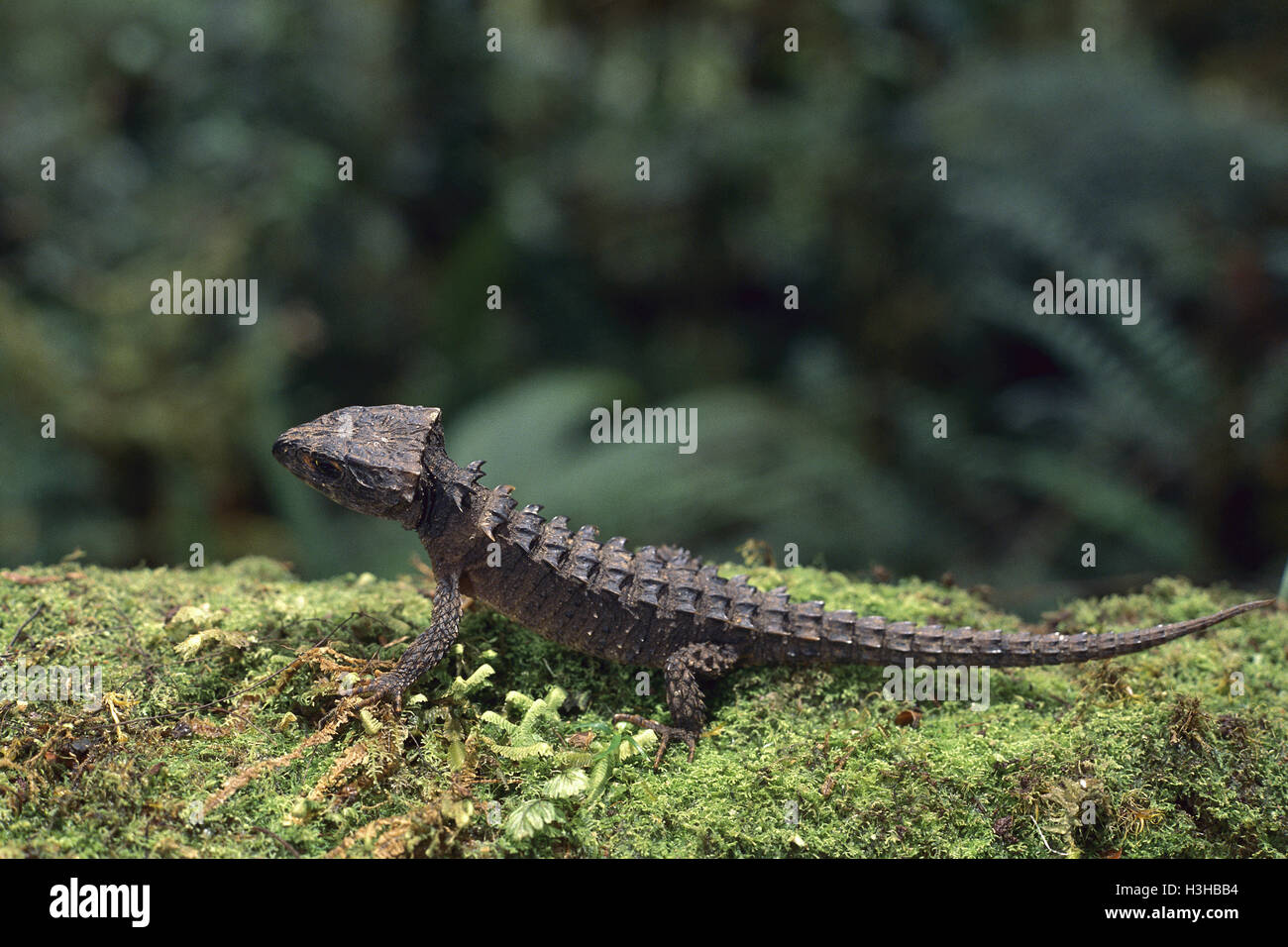 Red-eyed skink coccodrillo (Tribolonotus gracilis) Foto Stock