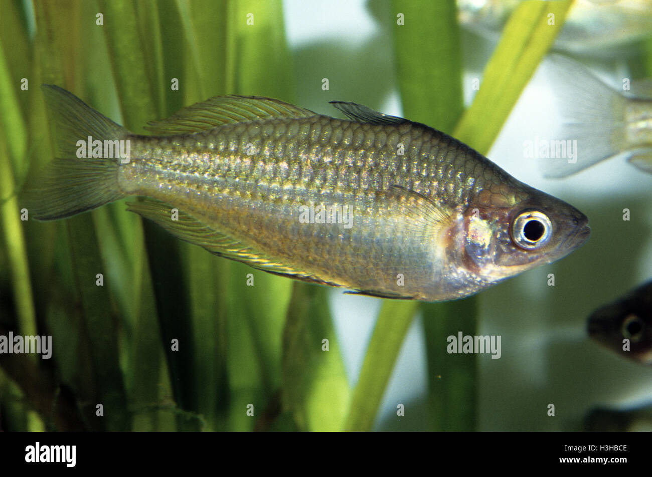 Lago Eacham rainbowfish (Melanotaenia eachamensis). Foto Stock