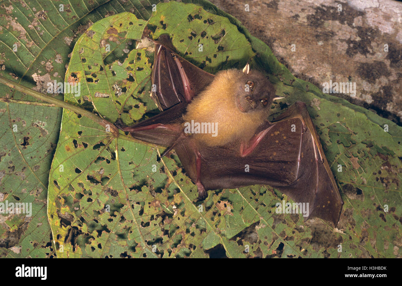 Tubo di forma non striata dal naso-bat (paranyctimene raptor) Foto Stock