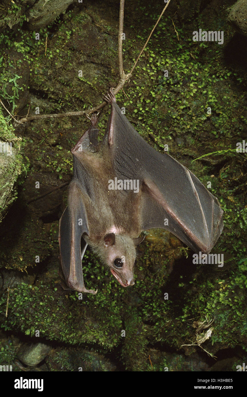 Geoffroy's roussette bat (rousettus amplexicaudatus) Foto Stock