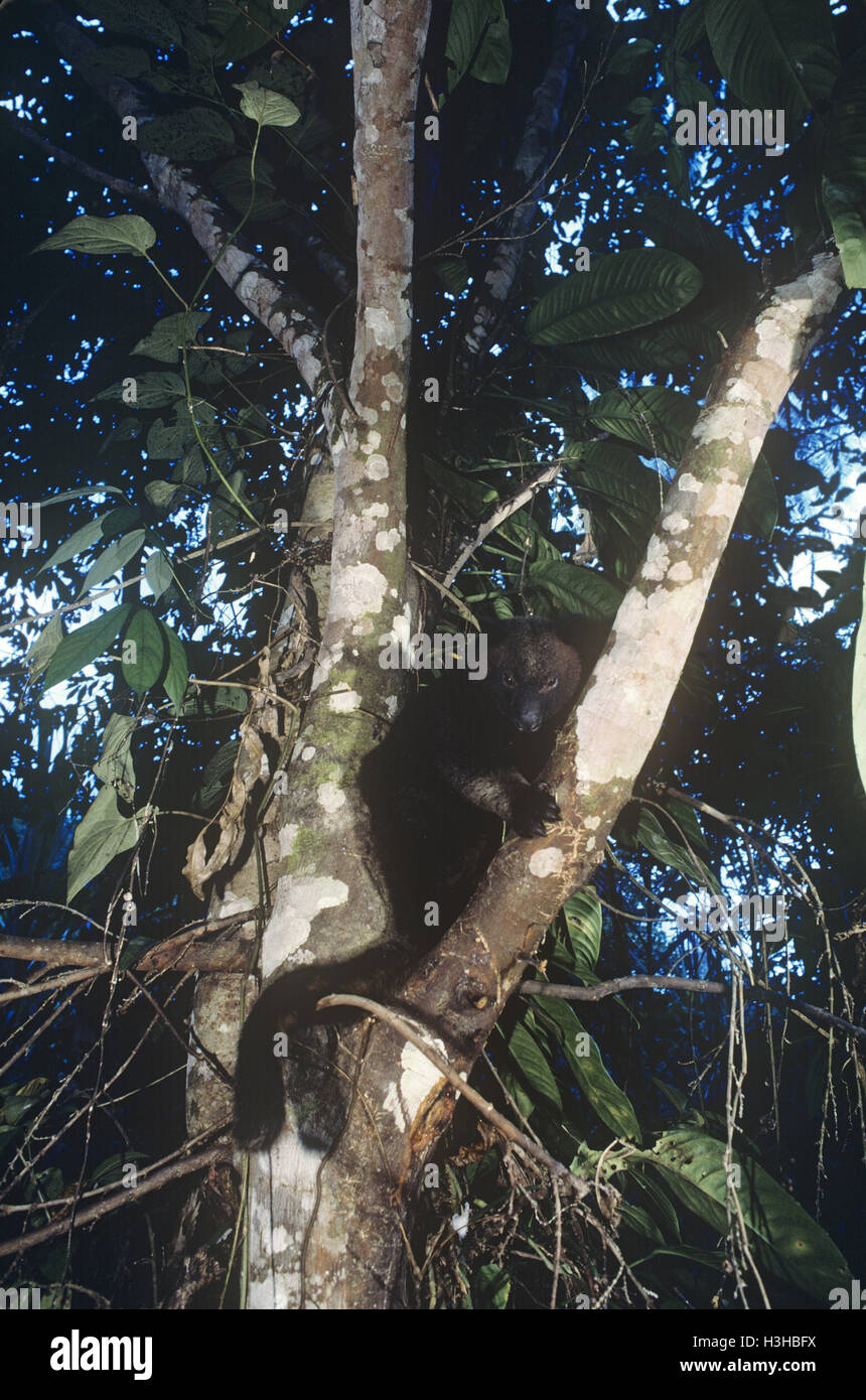 Doria di canguri di albero (dendrolagus dorianus) Foto Stock