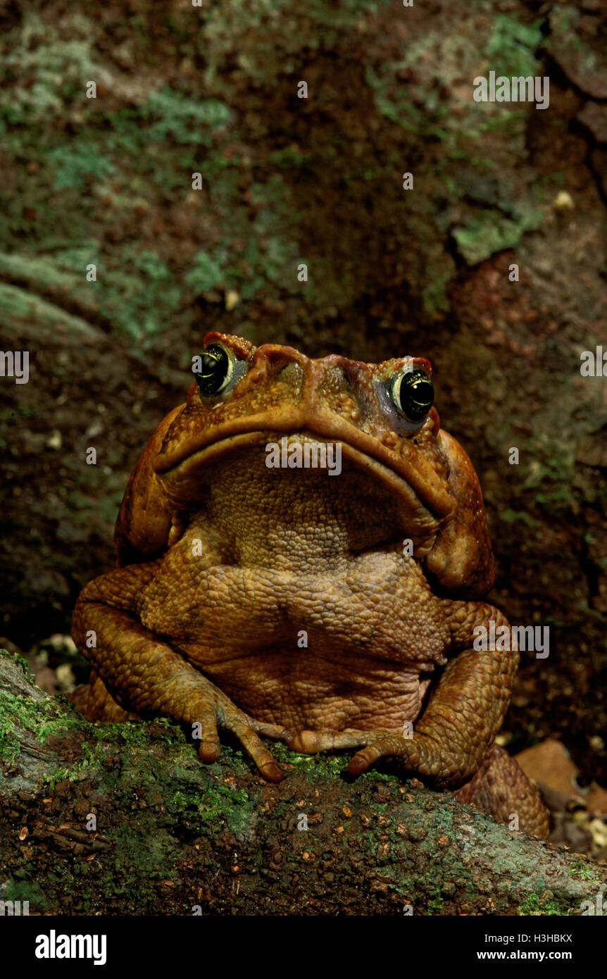 La canna da zucchero toad (rhinella marina) Foto Stock
