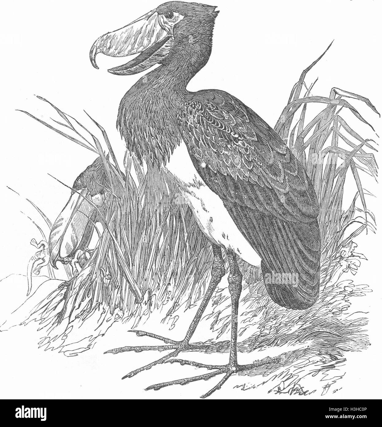 SUDAN nuovo uccello-(Balaeniceps rex), dal Nilo Bianco 1851. Illustrated London News Foto Stock