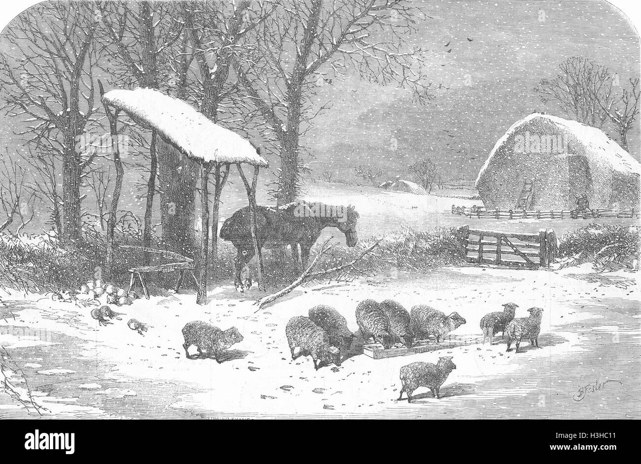 Animali Inverno 1849. Illustrated London News Foto Stock