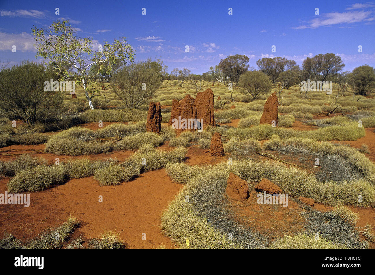 Gli anelli di spinifex e termite tumuli. Foto Stock