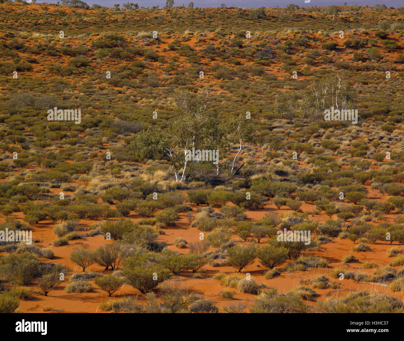 Vegetò dune di sabbia, Foto Stock