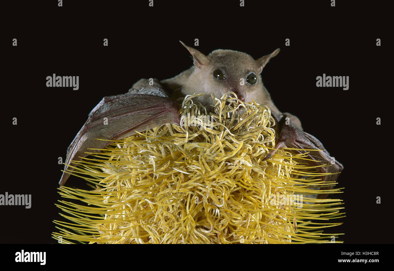 Fiore del nord-bat (macroglossus minimus pygmaeus) Foto Stock