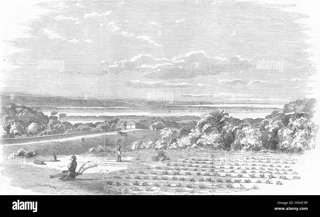 La coltivazione di Durban del Arrow-Root, porta la massa di Natal 1858. Illustrated London News Foto Stock