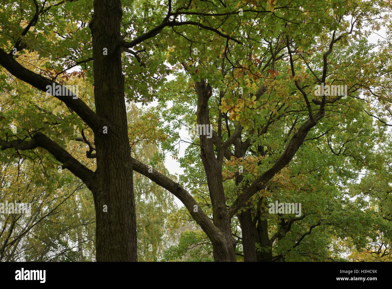 Oak Alley nel parco vista inferiore per alberi Foto Stock