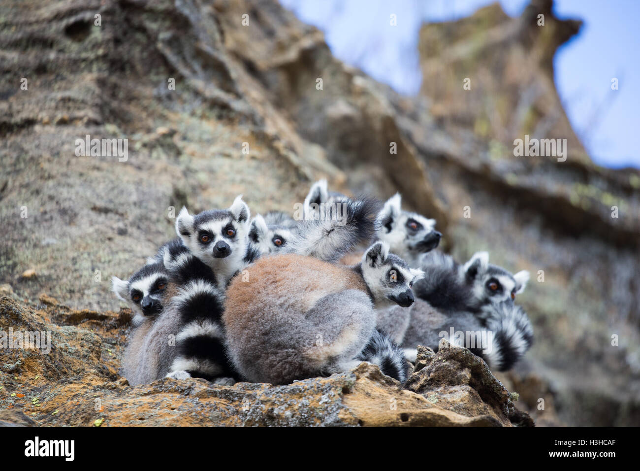 Anello-tailed Lemur gruppo, arroccato insieme Foto Stock