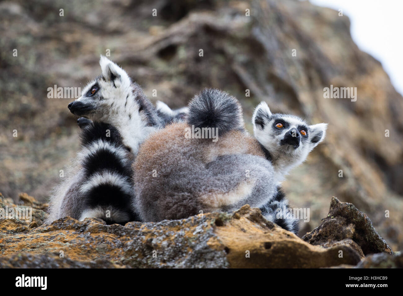 Anello-tailed Lemur guardando intorno Foto Stock