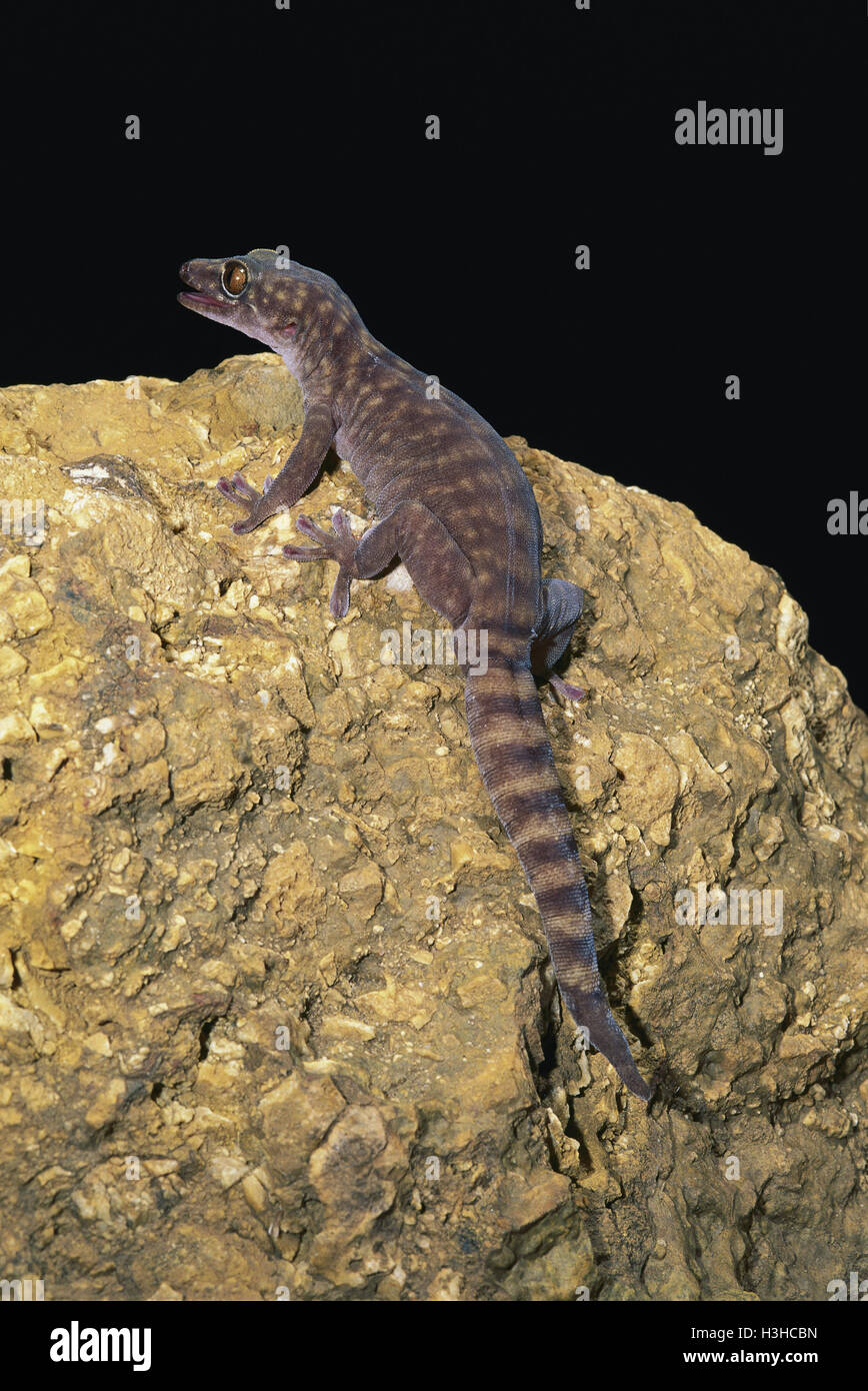 Grotta Gigante gecko (pseudothecadactylus lindneri Foto stock - Alamy
