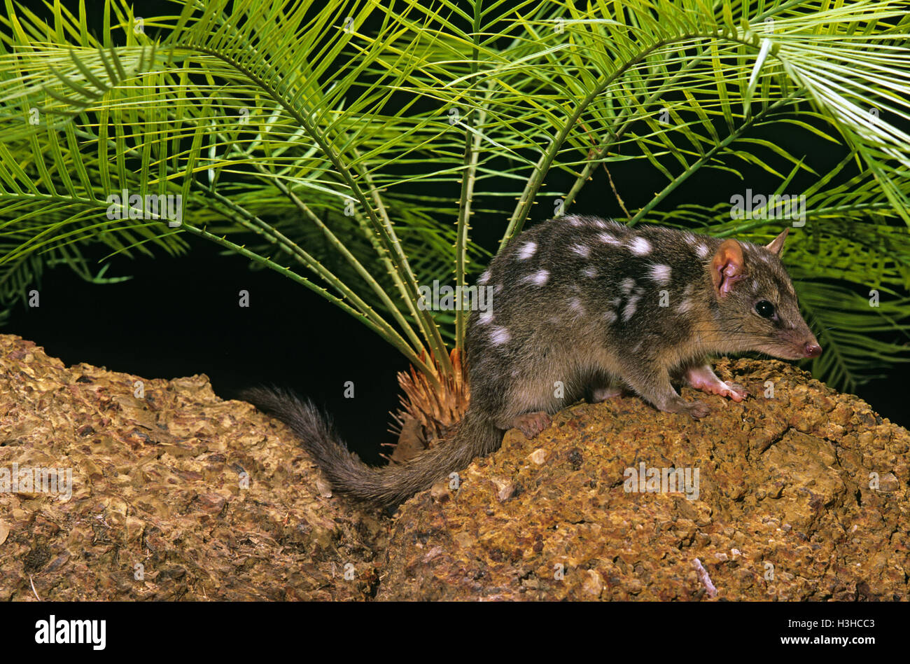 Quoll settentrionale (dasyurus hallucatus) Foto Stock