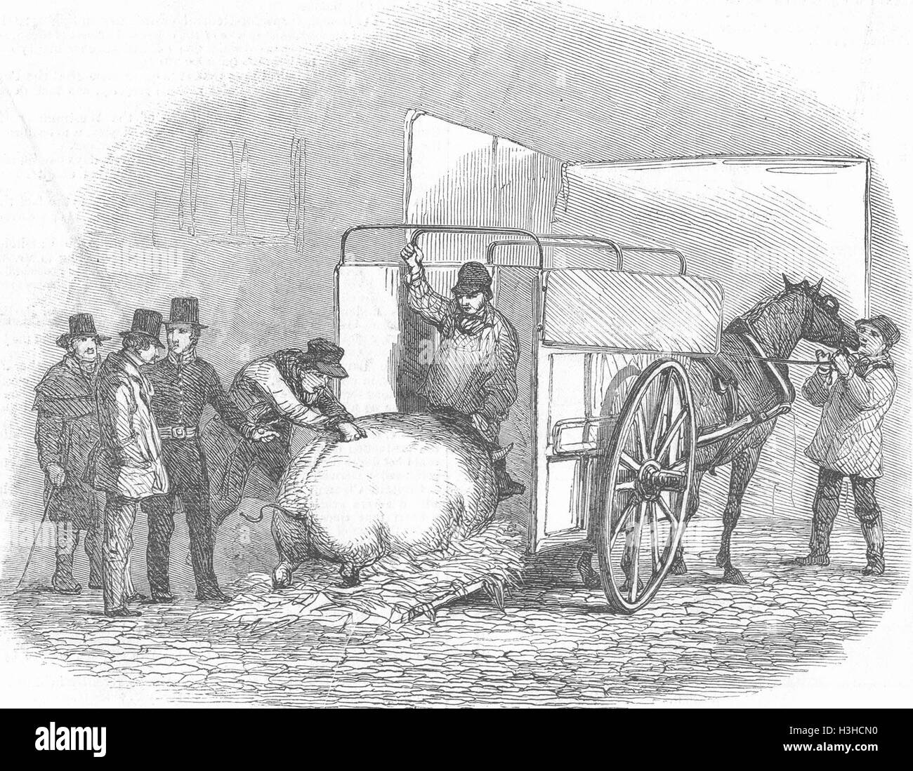 Allevamento Suino Uncarting 1849. Illustrated London News Foto Stock
