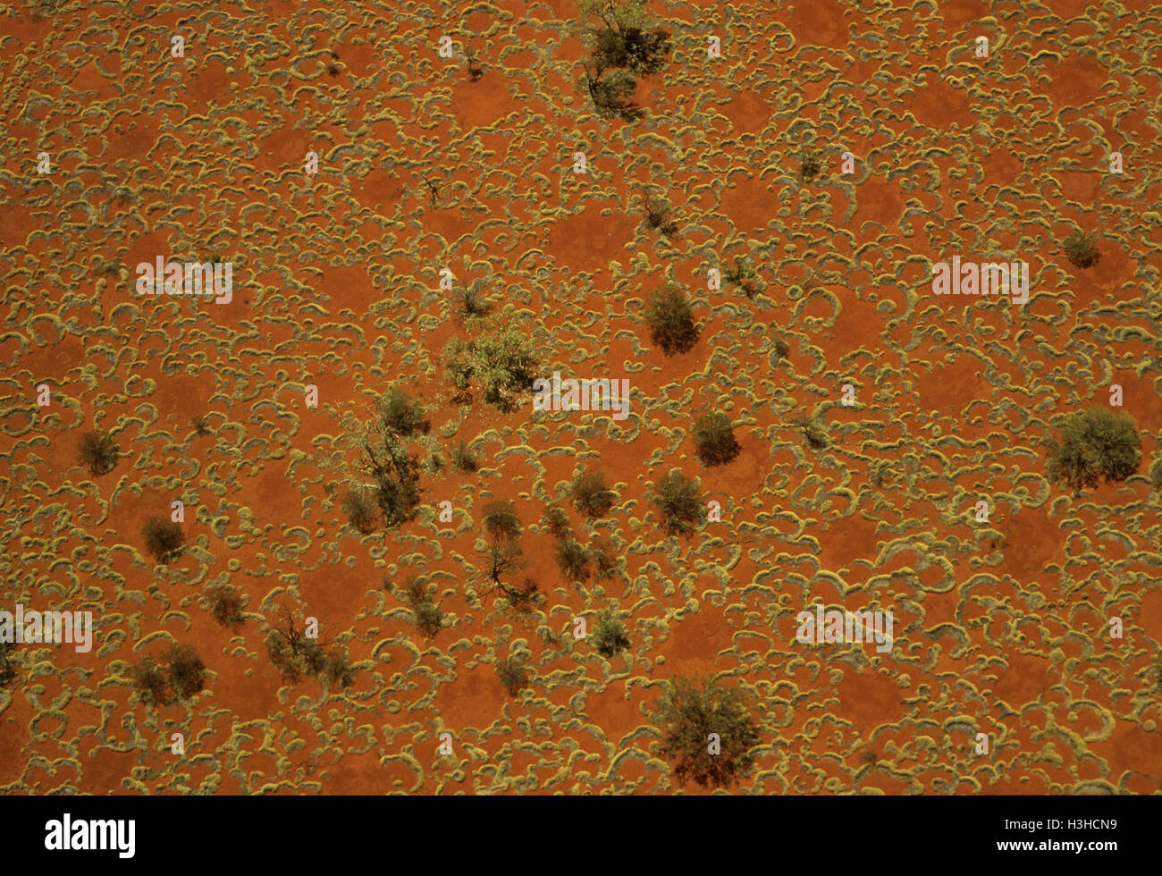 Tappeto spinifex, vista aerea che mostra i modelli di erba spinifex, sabbia rossa e deserto querce. regione pilbara, Australia occidentale, Australia Foto Stock