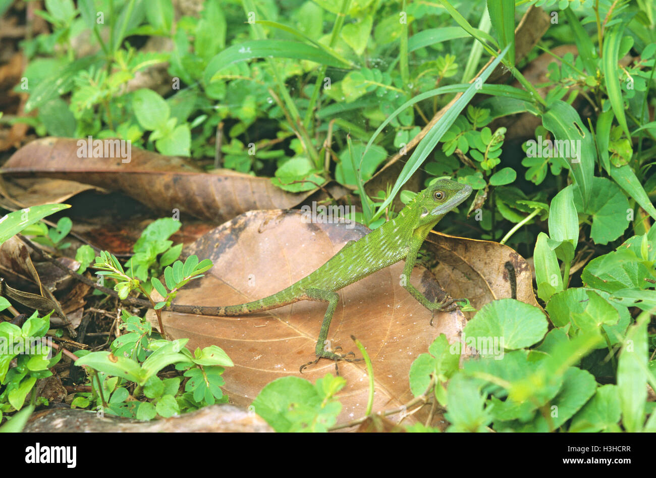 Green crested lizard (bronchocela cristatella) Foto Stock