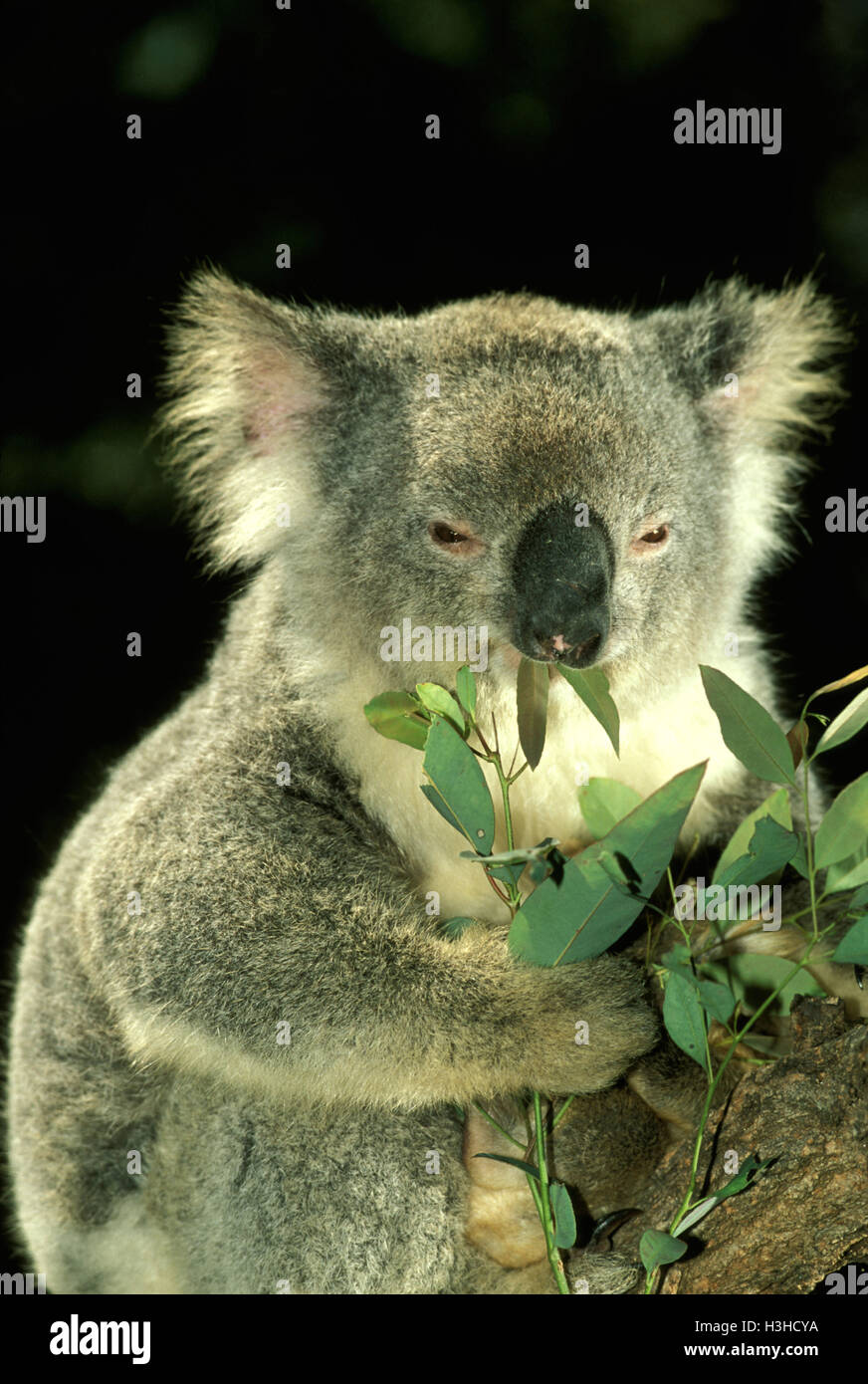 Koala (Phascolarctos cinereus) Foto Stock