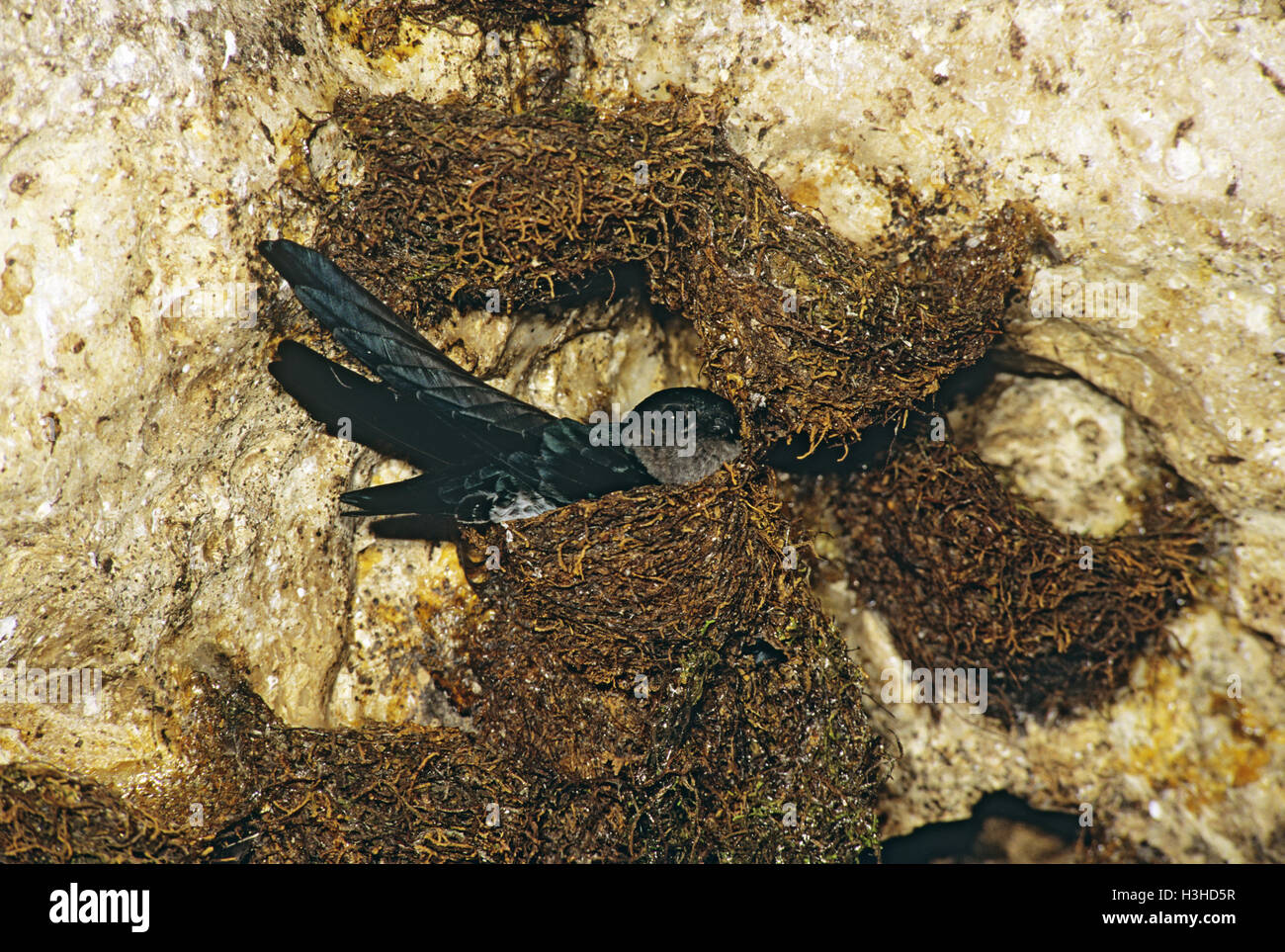 Lucido (swiftlet Collocalia esculenta cyanoptila) Foto Stock