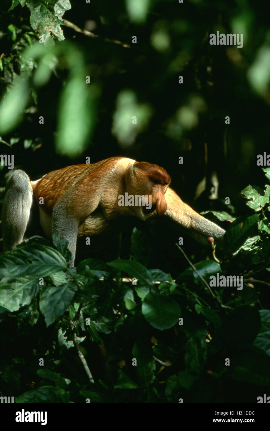 Proboscide di scimmia (nasalis larvatus) Foto Stock