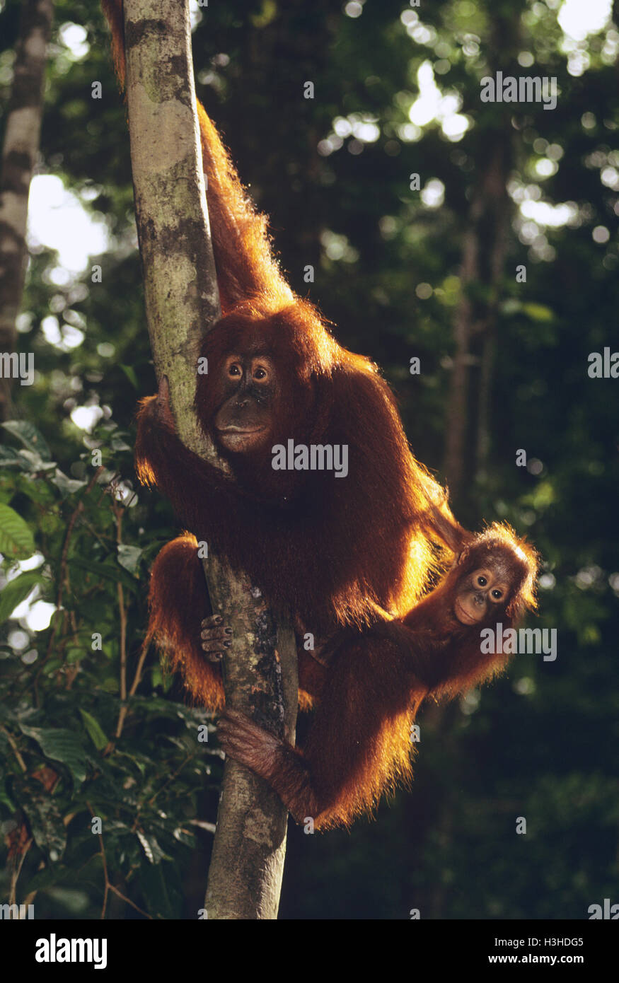 Bornean orangutan (pongo pygmaeus) Foto Stock