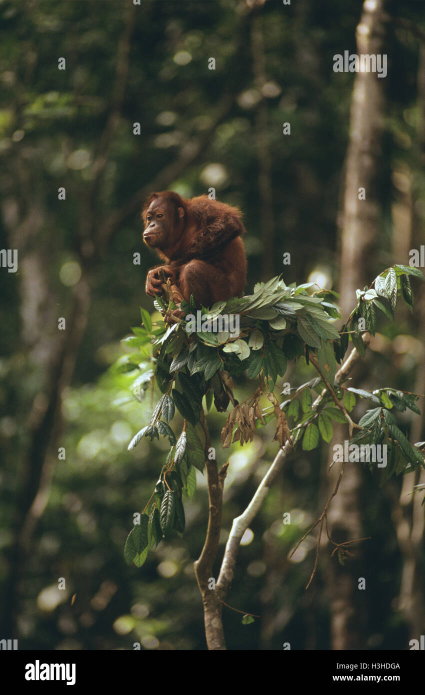 Bornean orangutan (pongo pygmaeus) Foto Stock
