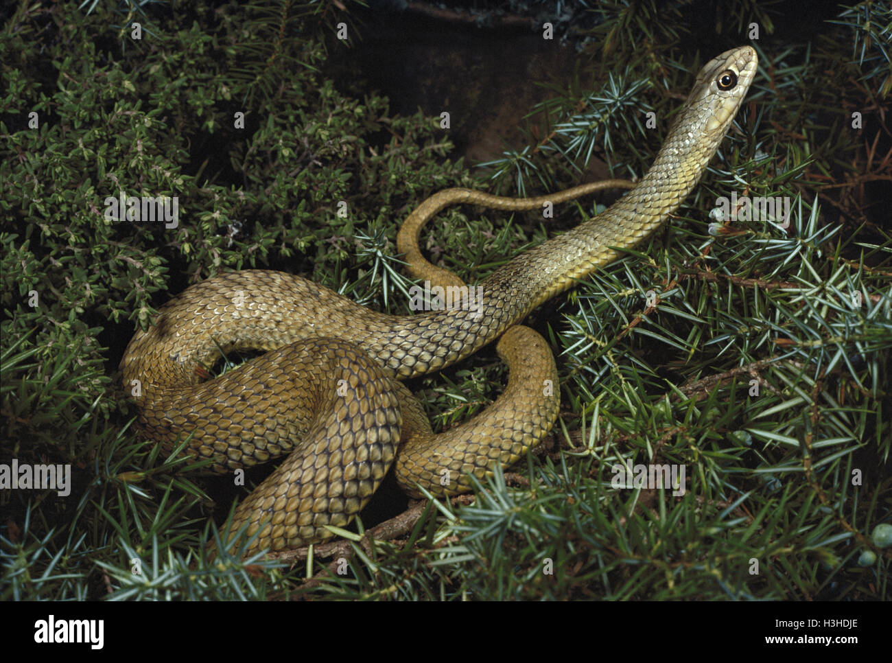 Montpellier snake (malpolon monspessulanus) Foto Stock