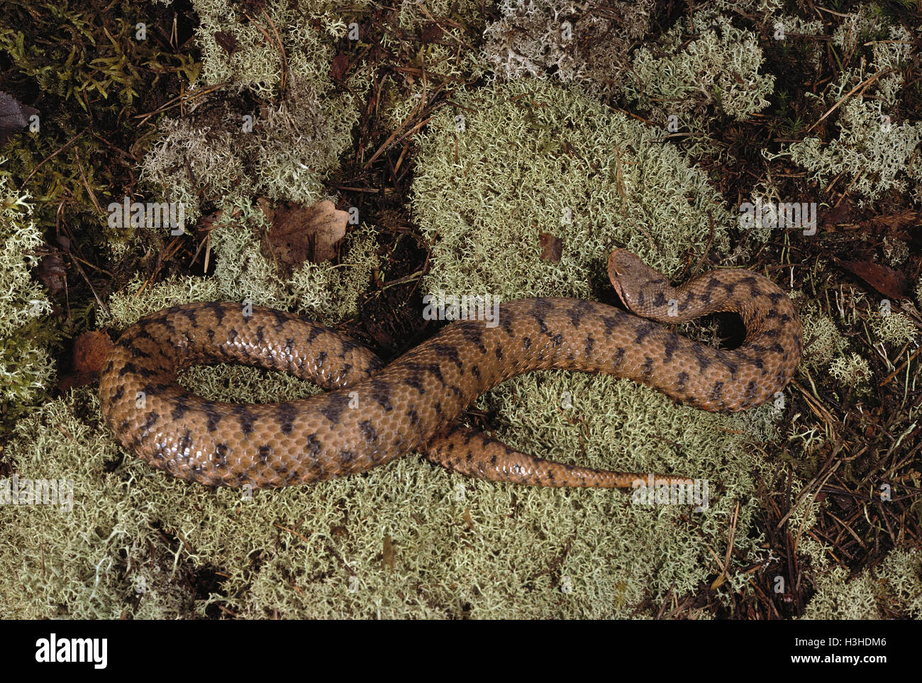 Vipera comune o aspide (Vipera aspis). Foto Stock