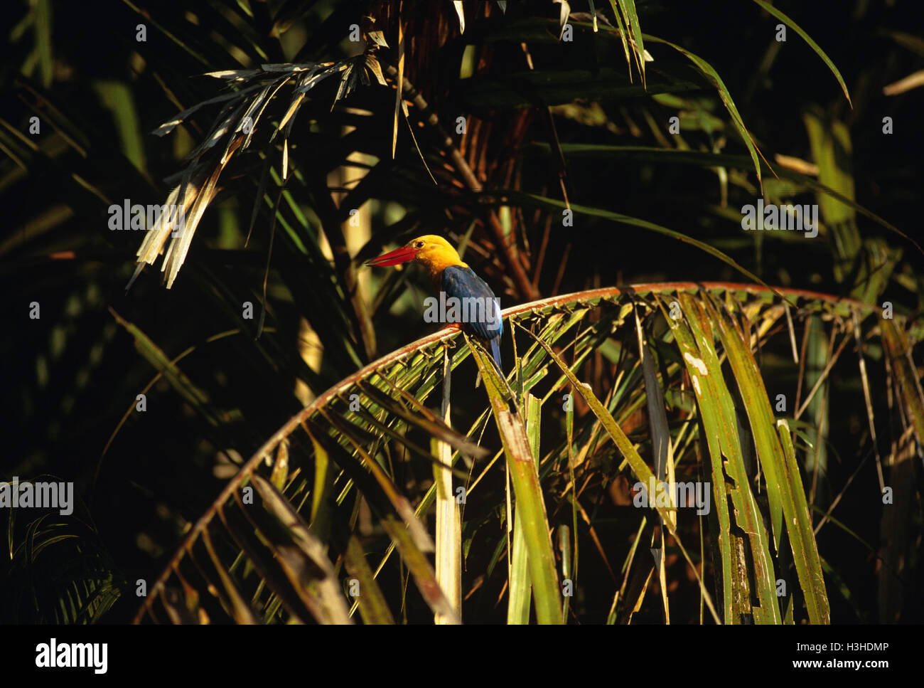 Stork fatturati kingfisher (pelargopsis capensis) Foto Stock