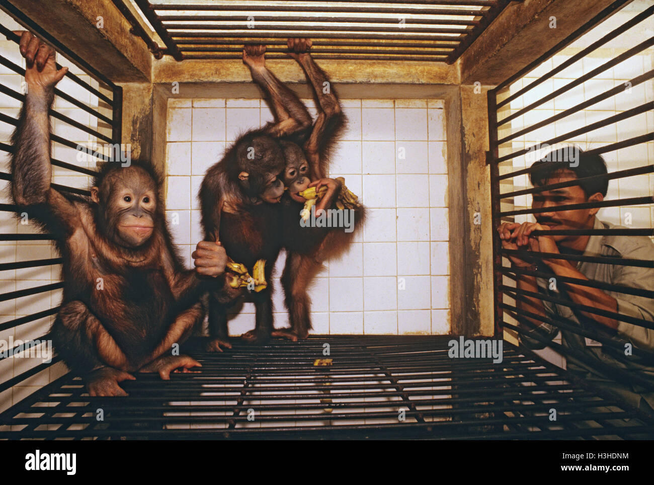 Bornean orangutan (Pongo pygmaeus) Foto Stock