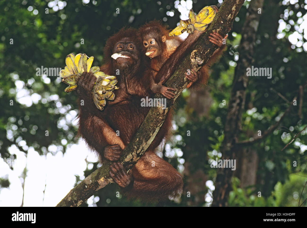 Bornean orangutan (Pongo pygmaeus) Foto Stock