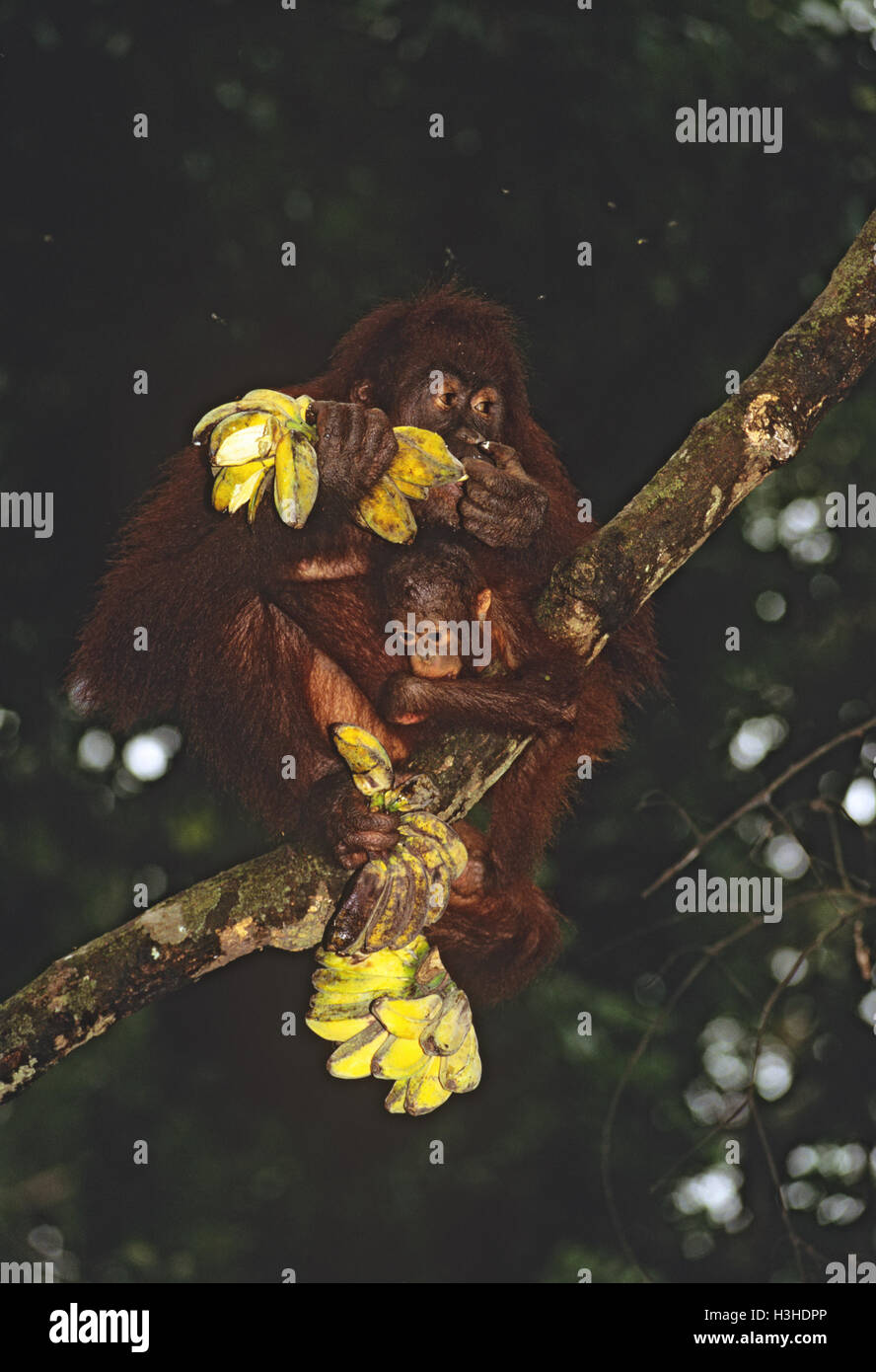 Bornean orangutan (pongo pygmaeus) Foto Stock